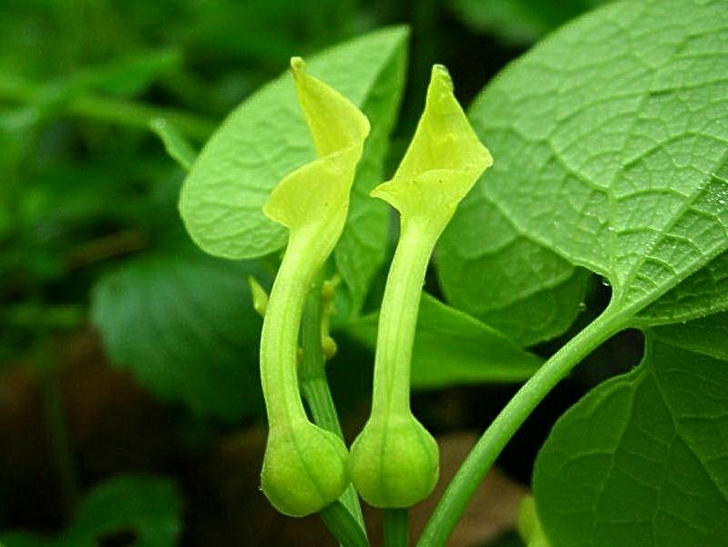 Aristolochia clematitis / Aristolochia clematite